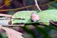 Malay Viscount [Tanaecia pelea]