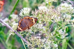 Northern Tropical Buckeye [Junonia zonalis]