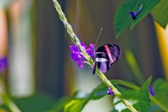 Postman [Heliconius melpomene rosina]