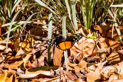 Five-spotted Heliconian [Heliconius hecalesia formosus]