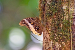 Yellow-edged Giant Owl [Caligo atreus]