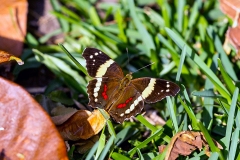 Banded Peacock [Anartia fatima]