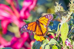 Monarch [Danaus plexippus]
