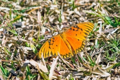Gulf Fritillary [Dione vanillae incarnata]