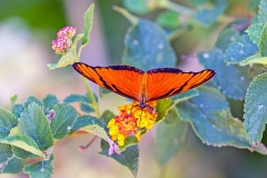 Juno Longwing [Dione juno huascuma]