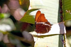 Rusty-tipped Page [Siproeta epaphus]