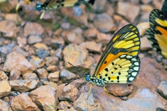 Dancing Acraea [Acraea serena]