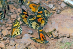 Orange-streak Acraea [Acraea bonasia bonasia]
