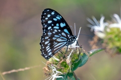 African Blue Tiger [Tirumala petiverana]