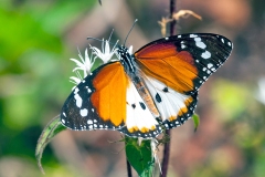African Monarch [Danaus chrysippus alcippus]