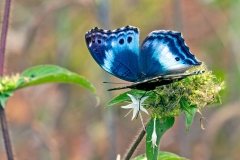 Western Blue Beauty [Protogoniomorpha cytora]