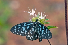 African Blue Tiger [Tirumala petiverana]