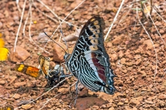 Giant Emperor [Charaxes castor]
