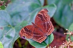 Dark Pansy [Junonia stygia]
