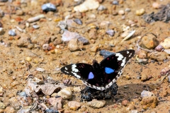Dark Blue Pansy [Junonia oenone oenone]