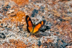 Dancing Acraea [Acraea serena]
