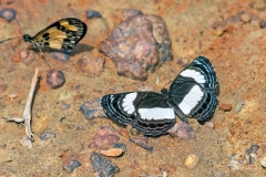Variable Sailer [Neptis nysiades]