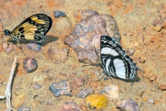 Variable Sailer [Neptis nysiades]