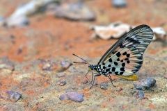 Pharsalus Acraea [Acraea pharsalus]