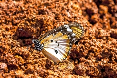African Monarch [Danaus chrysippus alcippus]