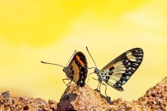 Orange-streak Acraea [Acraea bonasia bonasia]