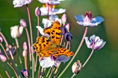 Comma [Polygonia c-album]