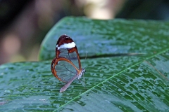 Glasswing [Greta oto]