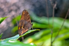 Common Yellow Glider [Cymothoe egesta]