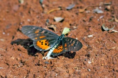 Pharsalus Acraea [Acraea pharsalus]