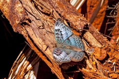 Common Commander [Euryphura chalcis]
