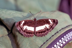 Nemetes Sailer [Neptis nemetes]