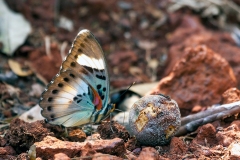 Brownish Themis Forester [Euphaedra laboureana]