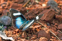 Brownish Themis Forester [Euphaedra laboureana]