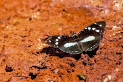 Forest Glade Nymph [Aterica galene]
