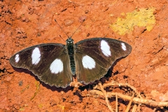 Diadem [Hypolimnas misippus]