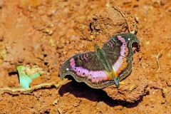 Wide-banded Commodore [Precis sinuata]