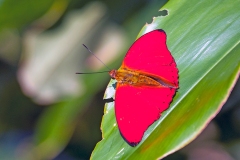 Blood Red Glider [Cymothoe sangaris]