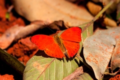 Western Red Glider [Cymothoe mabillei]