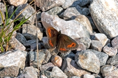 Scotch Argus [Erebia aethiops]