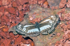 Yellow-base Sailer [Neptis metella]