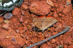Western Red Glider [Cymothoe mabillei]
