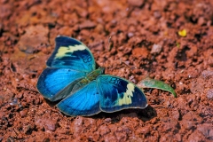 Sophus Forester [Bebearia sophus]