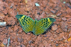 Sophus Forester [Bebearia sophus]
