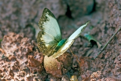 Jodutta Glider [Cymothoe jodutta]