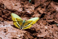 Common Yellow Glider [Cymothoe egesta]