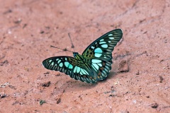 Green False Acraea [Pseudacraea semire]