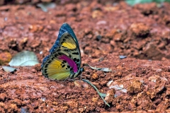 Insipid Striped Forester [Euphaedra hastiri]