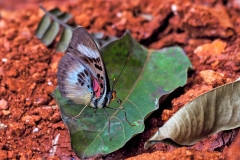 Common Themis Forester [Euphaedra themis]
