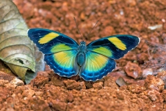Common Ceres Forester [Euphaedra phaetusa]