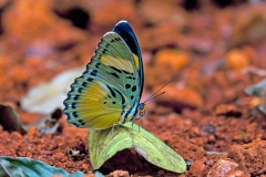 Common Ceres Forester [Euphaedra phaetusa]